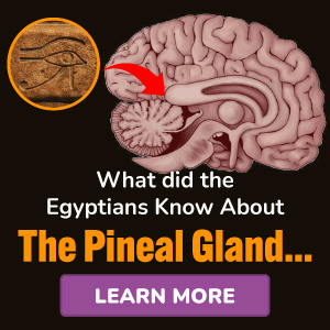 Pineal XT termék